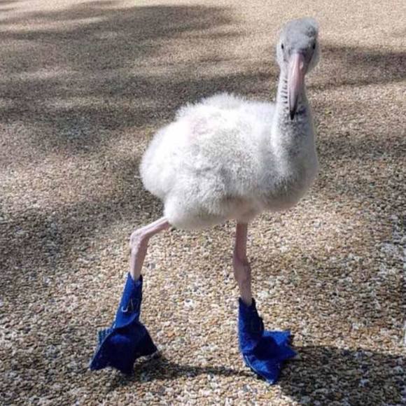 Meet your Posher, Jimmy - Picture 1 of 1